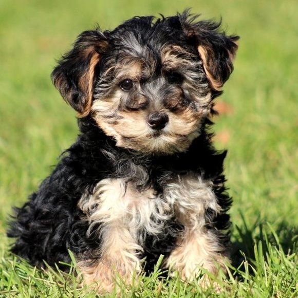 Meet the posher, blucowz. - Picture 1 of 1